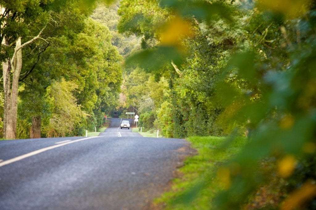 Road with lush trees at the sides