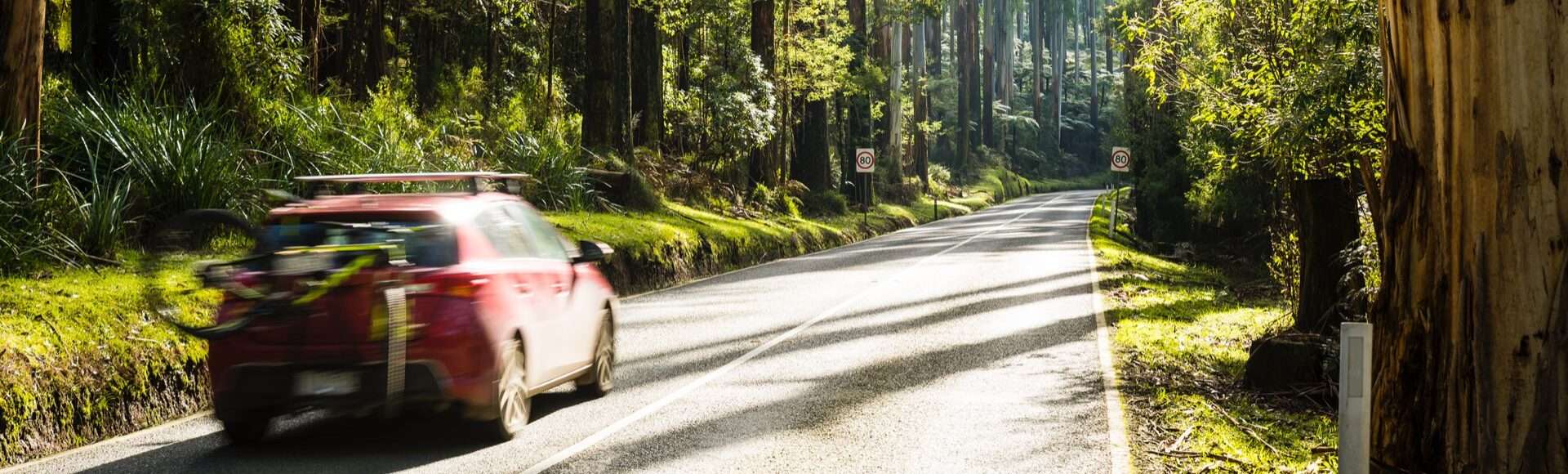 Forest road