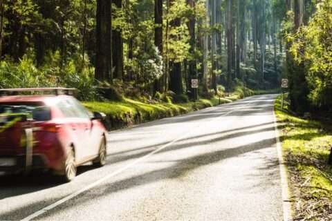 Forest road