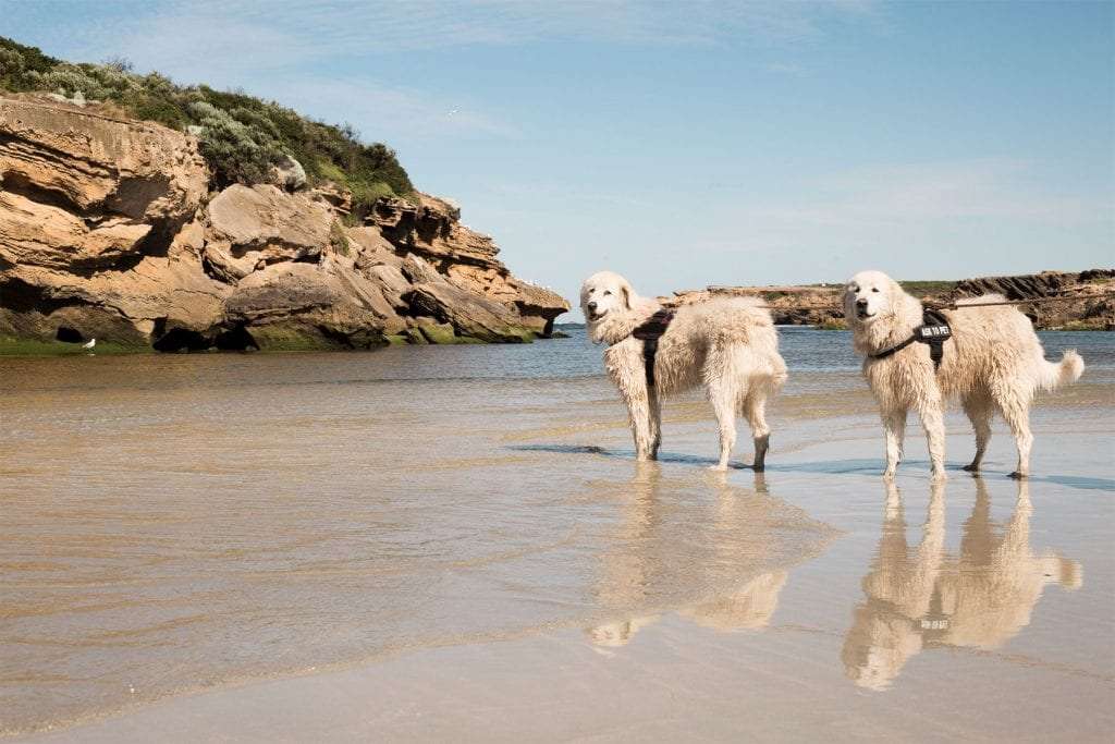 Maremma Dogs