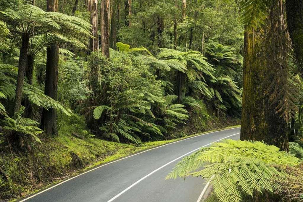 Forest and road on the The Black Spur route, one of the best driving roads in Victoria.