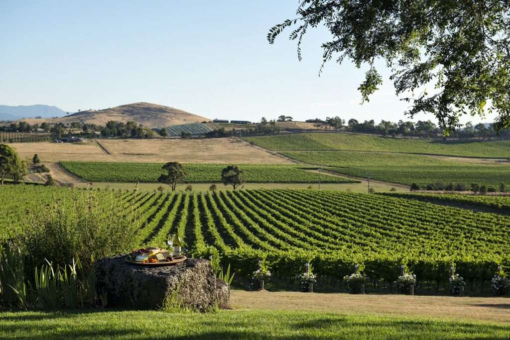 Vineyard