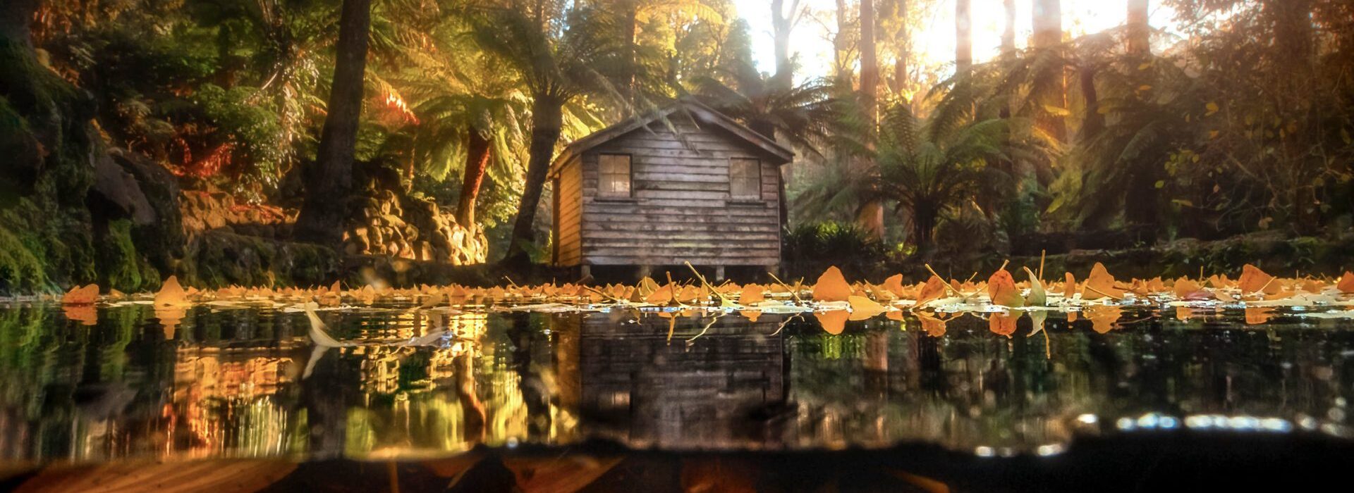 A house in the forest