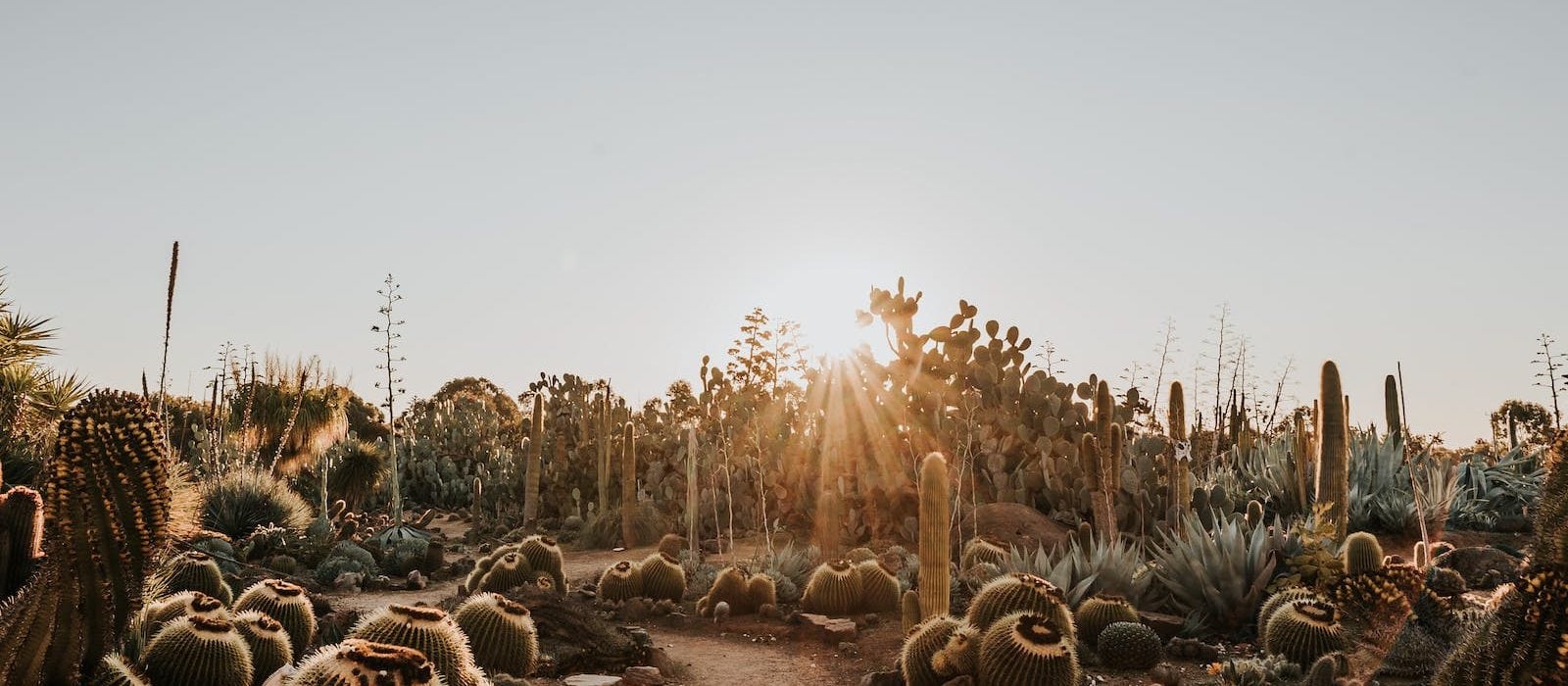 The sun sets behind a landscape of cacti.