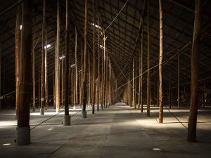 Interior shot of the Stick Shed. Several lines of tall un-milled timber hold up a corrugated iron roof.